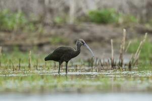 White faced ibis , La Pampa, Patagonia, Argentina photo