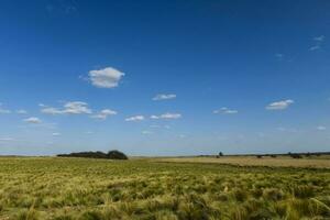 Pampas grass landscape, La Pampa province, Patagonia, Argentina. photo