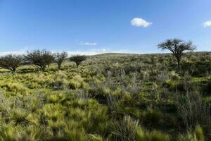 Pampas grass landscape, La Pampa province, Patagonia, Argentina. photo