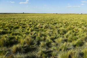 Pampas grass landscape, La Pampa province, Patagonia, Argentina. photo