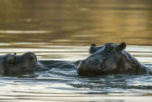 HIPPOPOTAMUS AMPHIBIUS in waterhole, Kruger National park,South Africa photo