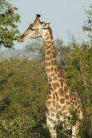 jirafa, kruger nacional parque, sur África foto