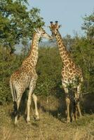 jirafa, kruger nacional parque, sur África foto