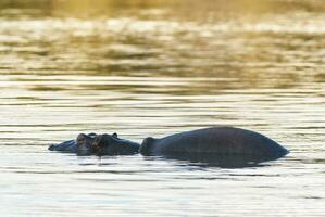 HIPPOPOTAMUS AMPHIBIUS in waterhole, Kruger National park,South Africa photo