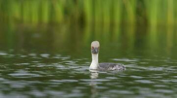 Silvery Grebe in Pampas lagoo environment, Patagonia, Argentina photo