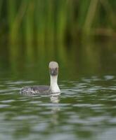 Silvery Grebe in Pampas lagoo environment, Patagonia, Argentina photo