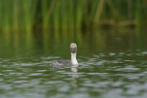 Silvery Grebe in Pampas lagoo environment, Patagonia, Argentina photo