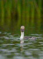 Silvery Grebe in Pampas lagoo environment, Patagonia, Argentina photo