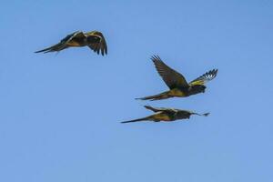 Burrowing Parrot in flight, La Pampa Province, Patagonia, Argentina photo