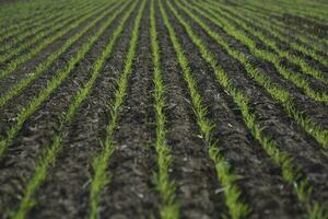 surcos en un cultivado campo, la pampa provincia , argentina foto