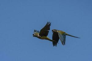 Burrowing Parrot in flight, La Pampa Province, Patagonia, Argentina photo