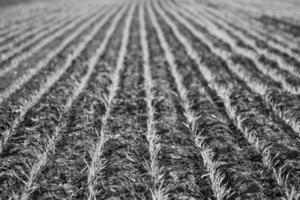 surcos en un cultivado campo, la pampa provincia , argentina foto