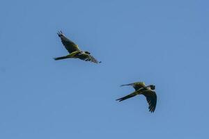 Burrowing Parrot in flight, La Pampa Province, Patagonia, Argentina photo