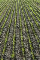 surcos en un cultivado campo, la pampa provincia , argentina foto