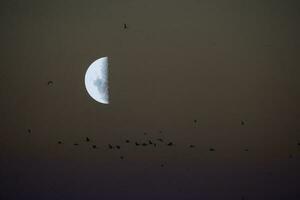 aves y Luna paisaje foto