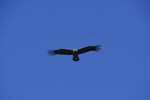 Andean Condor ,Torres del Paine National Park, Patagonia, Chile. photo