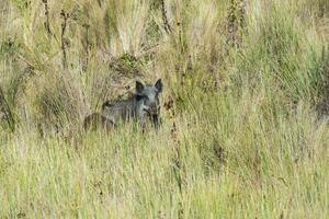 Wild boar mother and calf,  Highland grasslands in Pampa de Achala , Quebrada del Condorito  National Park,Cordoba province, Argentina photo