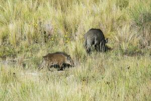 Wild boar mother and calf,  Highland grasslands in Pampa de Achala , Quebrada del Condorito  National Park,Cordoba province, Argentina photo