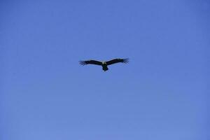 Andean Condor ,Torres del Paine National Park, Patagonia, Chile. photo