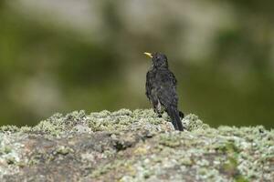 chiguanco tordo, turdus chiguanco, tierras altas pastizales en pampa Delaware achala , quebrada del condorito nacional parque, córdoba provincia, argentina foto