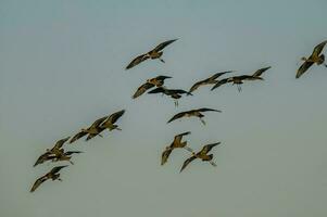 White faced ibis , La Pampa, Patagonia, Argentina photo