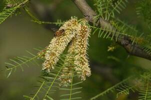 Bee on calden tree seeds in spring, La Pampa Province, Patagonia, Argentina. photo