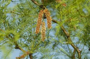 Calden tree seeds in spring, La Pampa Province, Patagonia, Argentina. photo