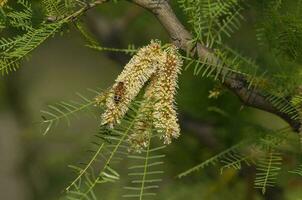 Bee on calden tree seeds in spring, La Pampa Province, Patagonia, Argentina. photo