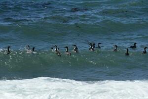 imperial cormorán, cría colonia, paulet isla, antarica foto