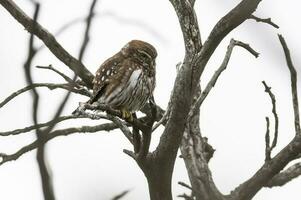 Ferruginous Pygmy owl, Glaucidium brasilianum, Calden forest, La Pampa Province, Patagonia, Argentina. photo