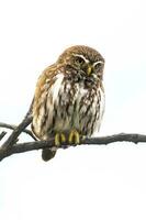 ferruginoso pigmeo búho, glaucidio brasilianum, caldén bosque, la pampa provincia, Patagonia, argentina. foto