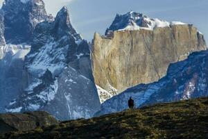 andino cóndor ,torres del paine nacional parque, Patagonia, Chile. foto