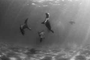 Sea Lion underwater, peninsula Valdes, Patagonia Argentina. photo