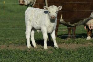 White Shorthorn calf , in Argentine countryside, La Pampa province, Patagonia, Argentina. photo