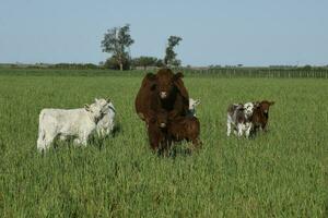 vacas y blanco shorthorn becerro , en argentino campo, la pampa provincia, Patagonia, argentina. foto