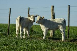 blanco shorthorn becerro , en argentino campo, la pampa provincia, Patagonia, argentina. foto