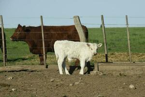 White Shorthorn calf , in Argentine countryside, La Pampa province, Patagonia, Argentina. photo