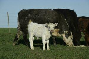 Cattle and white Shorthorn calf , in Argentine countryside, La Pampa province, Patagonia, Argentina. photo