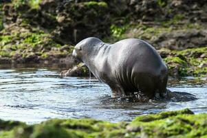 Sea Lion baby, Peninsula Valdes, Unesco World Heritage Site,Patagonia, Argentina photo