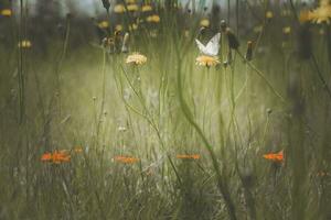 Wild flowers in spring, Patagonia, Argentina photo