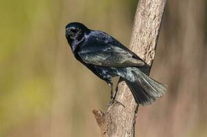 brillante cowbird en caldén bosque ambiente, la pampa provincia, Patagonia, argentina. foto