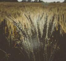 Wheat spikes, in La Pampa, Argentina photo