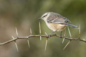 White banded mokingbird in Calden Forest environment, Patagonia forest, Argentina. photo