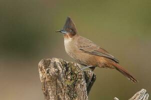 Brown cacholote , in Pampas forest environment, La Pampa province, Patagonia , Argentina photo