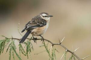 White banded mokingbird, in spinal forest environment , Pampas, Argentina. photo