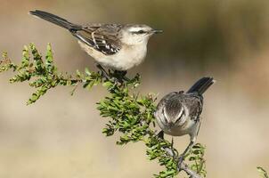 White banded mokingbird, in spinal forest environment , Pampas, Argentina. photo