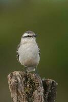 White banded mokingbird in Calden Forest environment, Patagonia forest, Argentina. photo