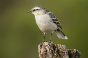 White banded mokingbird in Calden Forest environment, Patagonia forest, Argentina. photo