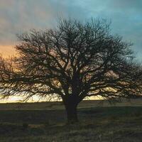 Pampas grass landscape, La Pampa province, Patagonia, Argentina. photo