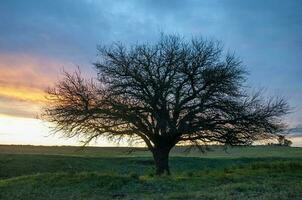 pampa césped paisaje, la pampa provincia, Patagonia, argentina. foto